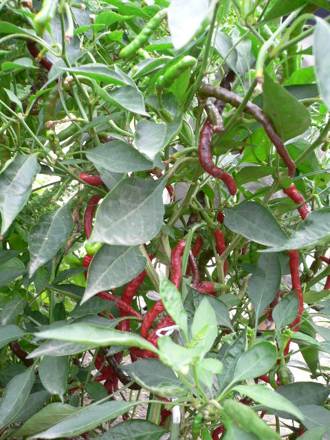 peperoncini rossi.JPG